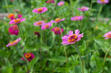 Obraz premium Pink flowers blooming in meadow, vibrant floral scene, beautiful wildflowers in nature, colorful flower field.