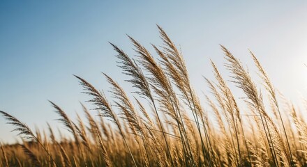 Obraz premium Golden grass against blue sky peaceful nature scene for backgrounds and design