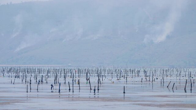 Abandoned nets, poles and aquaculture in the Gulf of Tonkin. Seascape, Vietnam