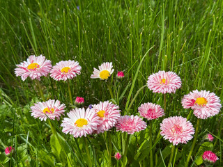 Bellis perennis lawn daisy flowers in the grass. © OLENA LIALINA