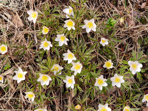 Anemone nemorosa in bloom.
