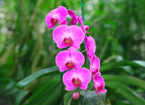 Beautiful purple orchid in the garden