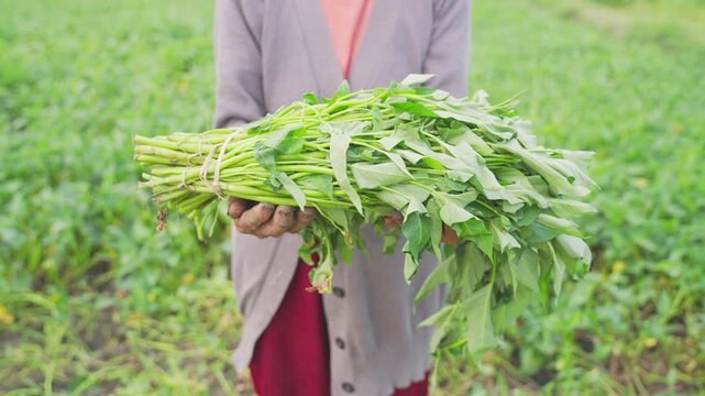 Farmer hands with harvested water spinach or kangkung on farm or field in bali, indonesia, southeast asia, close up