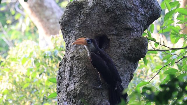White-throated Brown Hornbills  is help each other find food to feed their chicks in a tree hollow in Khao Yai National Park, Nakhon Ratchasima Province, Thailand.