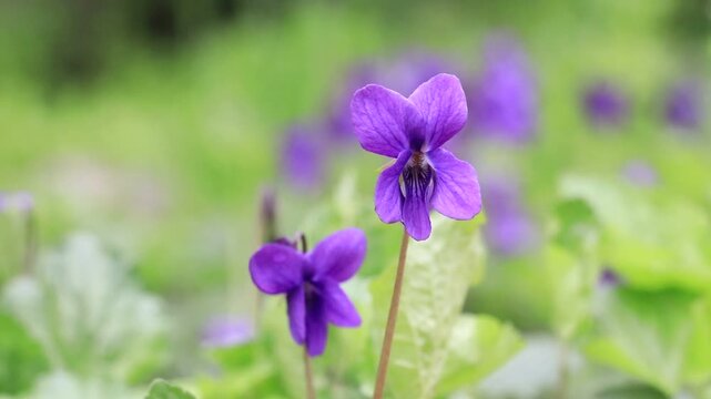 Viola odorata (Fragrant Violet) is a perennial herbaceous plant species belonging to the Violaceae (Violet) family, bearing fragrant purple or white flowers. Flowering in spring, this species prefers 