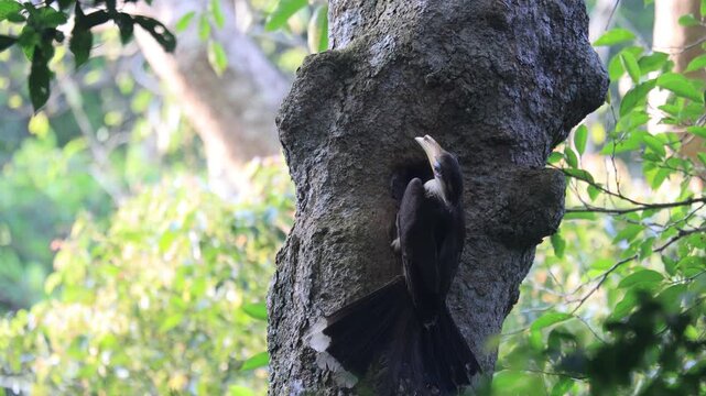 White-throated Brown Hornbills  is help each other find food to feed their chicks in a tree hollow in Khao Yai National Park, Nakhon Ratchasima Province, Thailand.