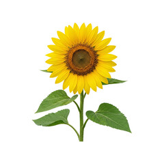 Obraz premium Vibrant Yellow Sunflower with Stem and Leaves