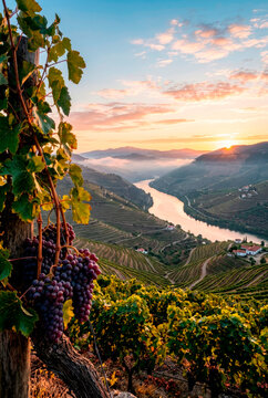  Panoramic view of the terraced vineyards in Douro Valley at sunrise with the river winding through