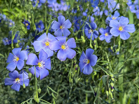 Blue flax flowers.