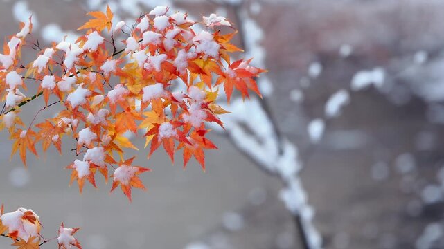 雪景色。紅葉に積もる雪。秋から冬への移ろい。長野。