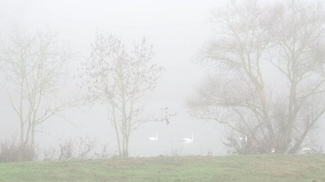 misty morning on the river wits swans 