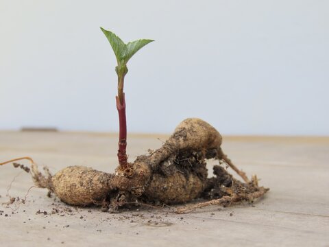 Dahlia tuber with sprout. Growing dahlias.