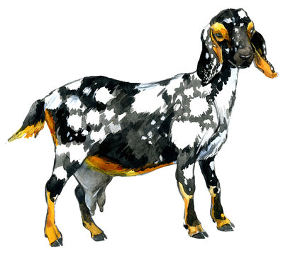 Spotted Anglo-Nubian goat, watercolor black and white nanny goat with tan accents isolated on white background