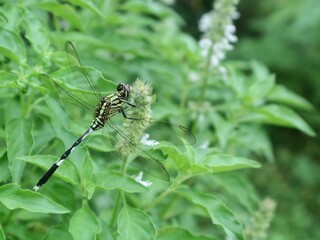 Fototapeta premium Dragonfly (Orthetrum sabina) perched on a green basil plant flower in the garden. Perfect for themes related to nature, biodiversity, organic gardening, and summer insects