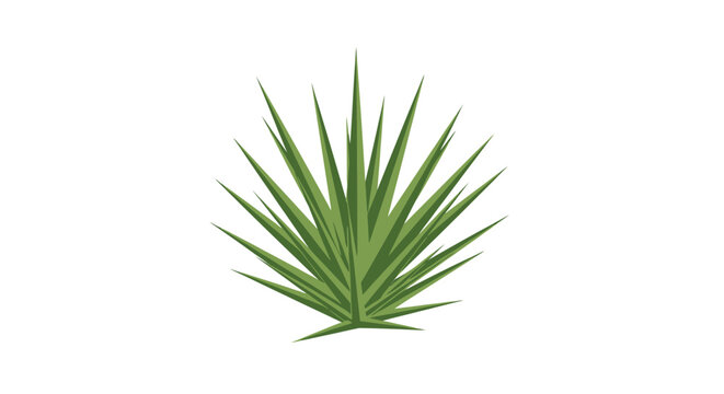 Green Agave Plant Isolated on White Background