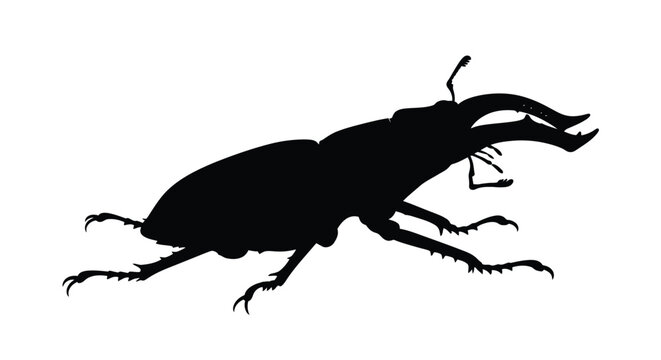 A striking black stag beetle illustration in detailed silhouette