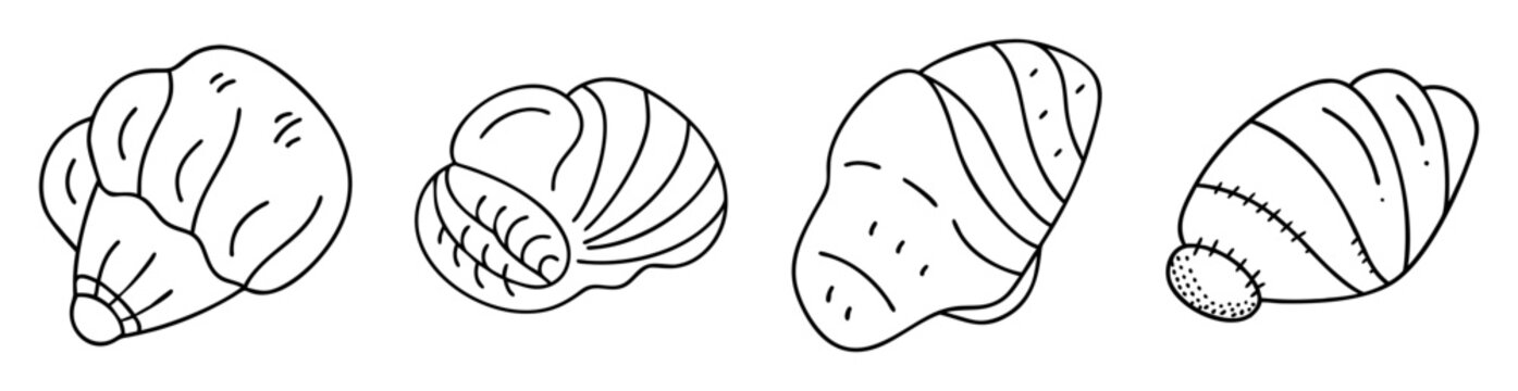 Line art illustration of a set of four diverse seashells