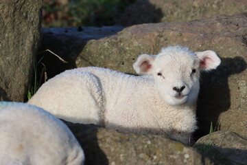 Newborn lamb in a field in spring sunshine © Francesca Leslie