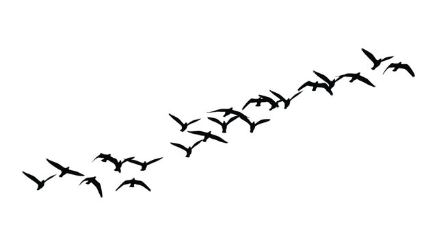 A flock of birds flying in a v formation against a white background