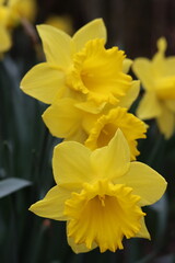 Fototapeta premium Daffodils in a garden in spring