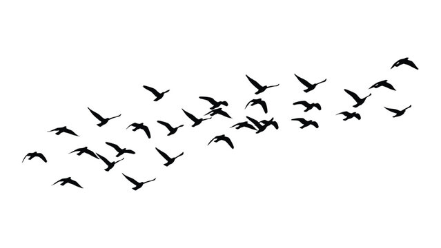 A flock of birds flying in a v formation against a white background