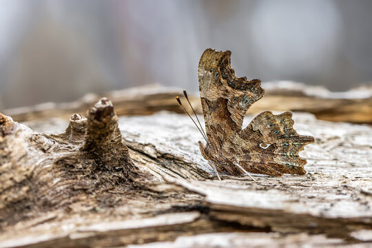 Comma anglewing butterfly (underside). Polygonia c-album.