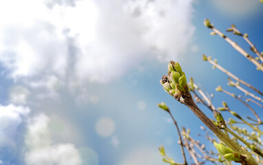 Fototapeta premium Lilacs beginning to bloom against the blue sky, a magical bright sunny day