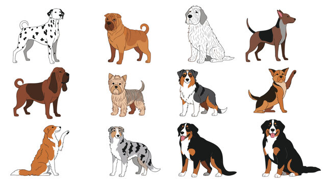 Comprehensive grid of twelve different dog breeds in various standing and sitting profiles including dalmatian shar pei and aussie.