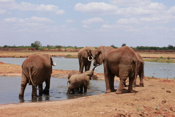 Fototapeta premium Elefanten am Wasserloch in der Savanne in Kenia bei Voi