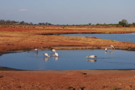 Gelbschnabelst&ouml;rche im Wasserloch in Kenia