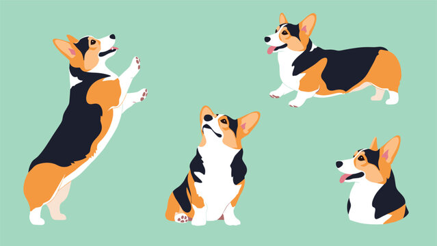 Welsh corgi pembroke dog in several poses like jumping sitting and looking up against a solid green background.