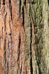 Fototapeta premium Close up of ancient redwood or sequoia tree bark