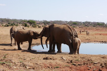 Fototapeta premium Elefanten am Wasserloch im Tsavo East Nationalpark in Kenia