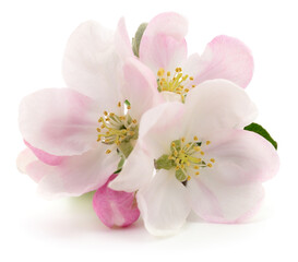 Fototapeta premium Apple tree blossoms with pink buds isolated on white