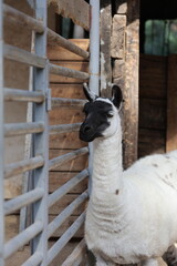 Llama nature enclosure. Animal watching funny llama. High quality 4k footage © Broker_Aleksandr