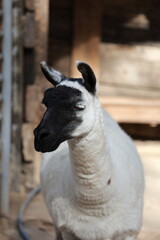 Obraz premium Llama nature enclosure. Animal watching funny llama. High quality 4k footage