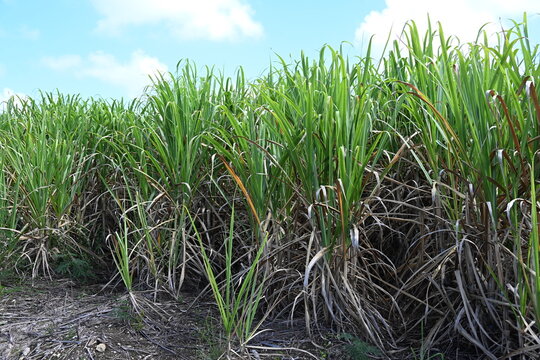 Canne &agrave; sucre pour sucre de canne