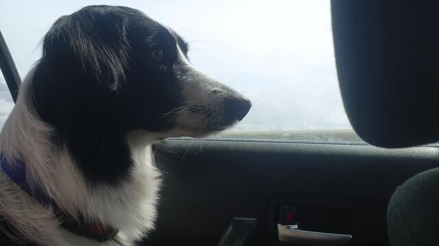 Funny Black and white border collie sits in the back seat of a car and looks out the window.