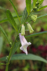 Obraz premium White flower blooming downward on stem showing active flowering stage clearly