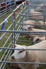 Fototapeta premium Sheep in judging pens at a countryside agricultural show