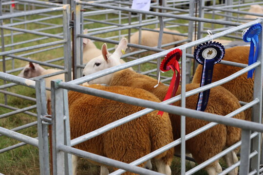 Sheep in judging pens at a countryside agricultural show