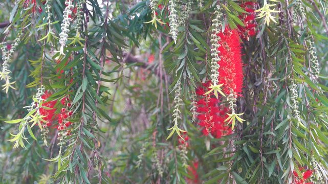crimson bottlebrush, lemon myrtle (Callistemon citrinus) cylindrical inflorescences and fruits on the evergreen tree. Vietnam, rainy season