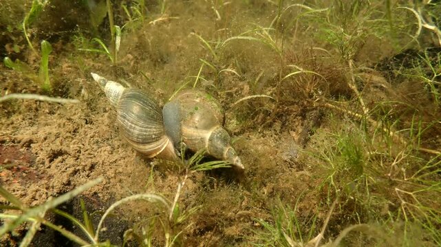 Pond Snails Mating in a pond, Under Water View. Pond snails (Lymnaea stagnalis) in copula (sexual reproduction) in a forest wetland.