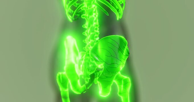 The skeletal structure illustrates the human spine and ribcage in bright green, showcasing bone alignment and spatial relationships with surrounding organs clearly.
