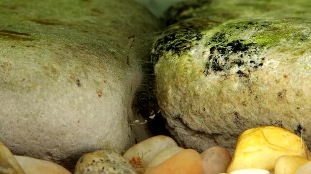 Caddisfly Larva in Trout Stream, Filmed Underwater. Description; Under water close-up of a non-cased caddisfly larva (Hydropsychidae) feeding and cleaning its net.