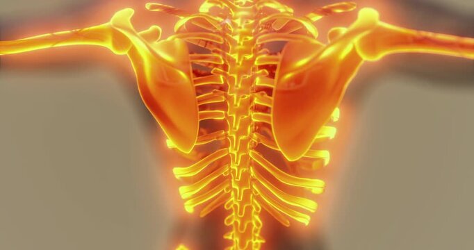 A realistic representation of the human skeleton anatomy showcases the ribcage, spine, and pelvic structure highlighted in vibrant colors.
