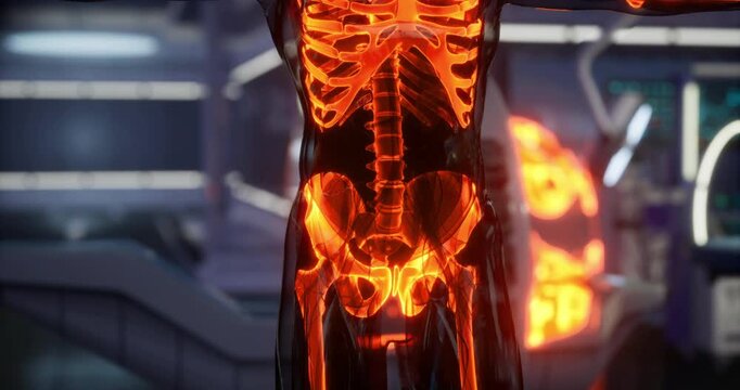 This visualization presents the human skeleton, showcasing the intricate details of the skeletal system. Joint structures are illuminated for better understanding and study of human anatomy.