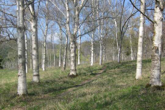 Birch Tree Grove with Winding Path in Early Spring