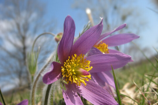 Vibrant Purple Spring Wildflowers with Yellow Centers Against Blue Sky