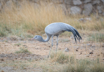 Fototapeta premium Two Blue Cranes searching for food in Etosha National Park, Namibia, Africa